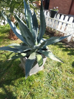 Agave americana
